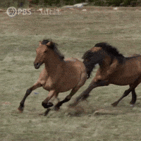 https://media0.giphy.com/media/fA4QRih3mA5Jor72qg/200w.gif?cid=6c09b952vinksjbyhhnr7to0tu1t1mu7u5kv6kwwk43uz5qb&ep=v1_gifs_search&rid=200w.gif&ct=g