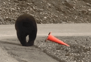 200.gif?cid=fc005b083135a0615055dcadde684b254759cc46057a2de1&rid=200.gif&ct=g