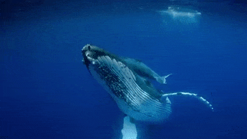 Marine Life Whale GIF by Oceana