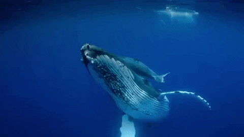 Humpback Whale Swimming GIFs - Get the best GIF on GIPHY