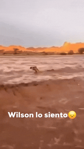Wilson Lo Siento GIF