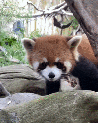 Cute Pandas GIFs - Find & Share on GIPHY