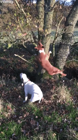 Dog Jumping GIF by ViralHog