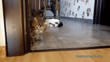 200.gif