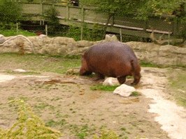 Poop Hippo GIF