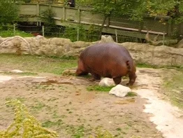 hippo GIF