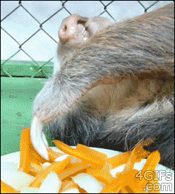 sloth eating his or her breakfast in leisurely style