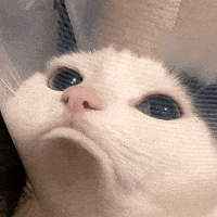 Sad Cat GIF