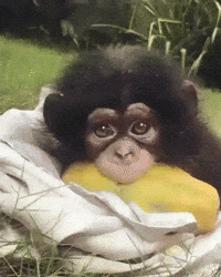 Adorable Monkey Gifs Get The Best Gif On Giphy Adorable Monkey Gifs Get The Best Gif On Giphy