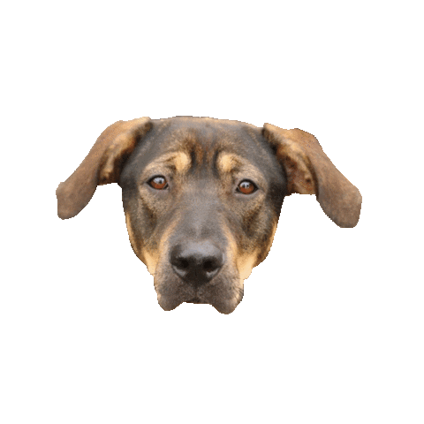 Dog Puppy Sticker by Roundhouse