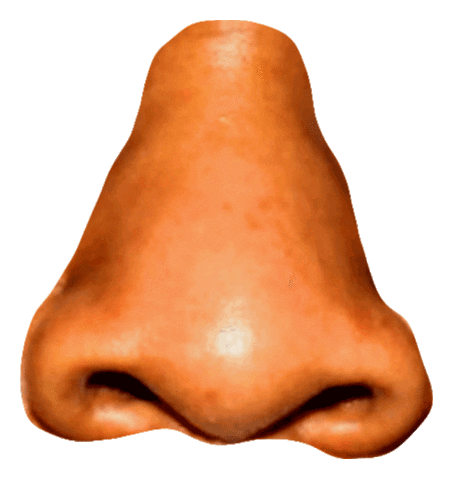 Jay-Z Nose Sticker by PIZZASLIME