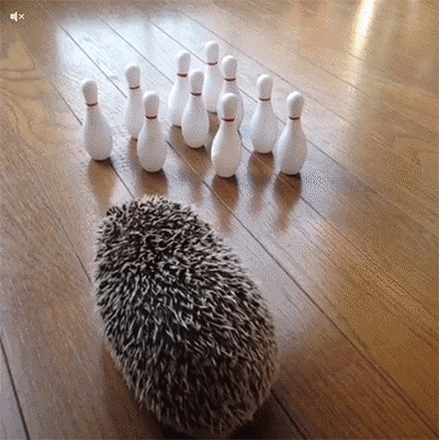 Bowling Hedgehog GIF - Find  Share on GIPHY