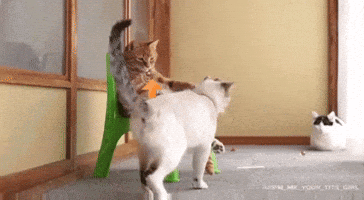 Cat Sitting GIF