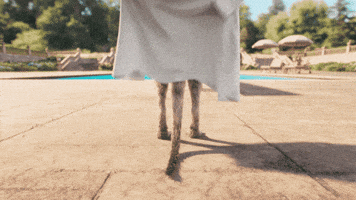 Strip Stripping GIF by Compare the Market