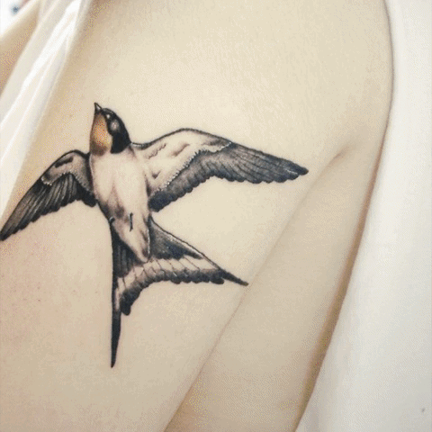 Bird GIF
