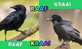 Raaf GIF