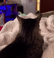 Cat Funny GIF