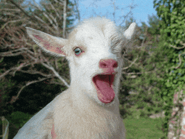 Goat Bleating GIF
