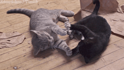 Cat Playing GIF , Find \u0026 Share on GIPHY