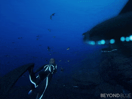 fish swimming GIF by Beyond Blue