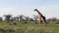 200w.gif?cid=790b76115cf9cb41676a4e486711c769&rid=200w.gif