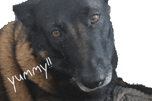 Knabberkiste Sticker