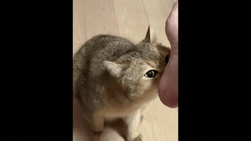 Mei Mei GIF