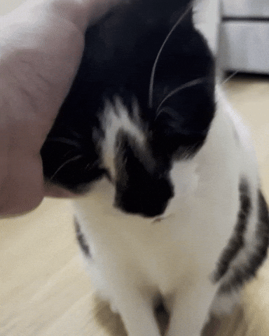 Cat GIF