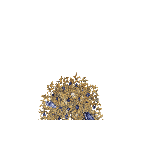 Samar Rakija Sticker