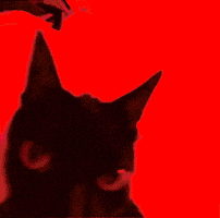 Baqulgallagher GIF