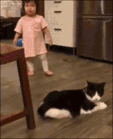 cat animals being jerks GIF