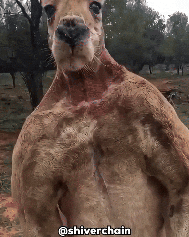 Man Ai GIF
