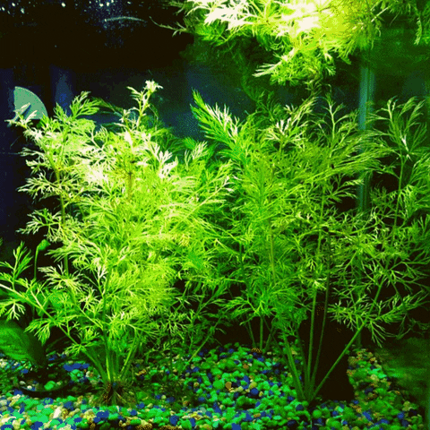 Fish Plant GIF by AquariumMe