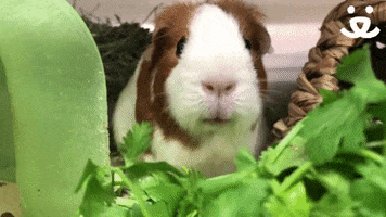 Guinea Pig Thank You GIF by Best Friends Animal Society