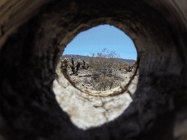 Tree California GIF