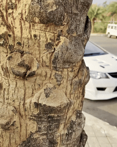Civic-6263 GIF