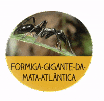 Os menores bichos do Brasil GIF
