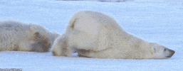 Wildlife gif. A polar bear lies on the ice and its rear end sticks up in the air as it pushes itself sluggishly with its hind legs.