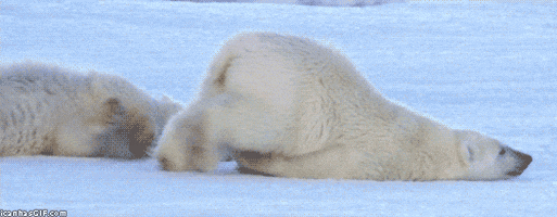 Polar Bear Monday GIF