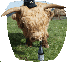Cow Vineyard Sticker by Boneyard Espresso