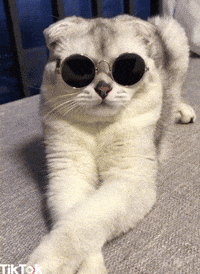 Cat sunglasses gif sales