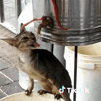 Chat GIF by TikTok France