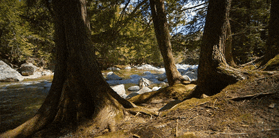 beauty fall GIF by Jerology