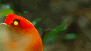 Bird Of Paradise Dancing GIF by Our Planet