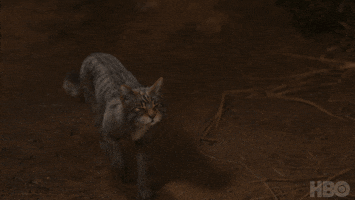 Cat Hbo GIF by His Dark Materials