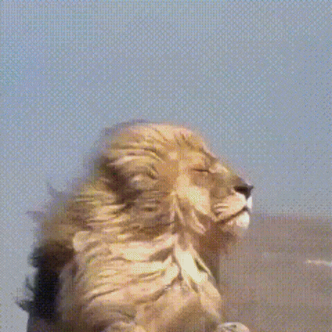 Virat Kohli Lion GIF
