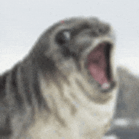 Scarseal GIF