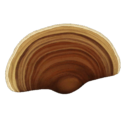 Seta Sticker by babywild