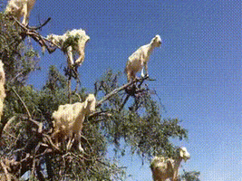 trees goats GIF
