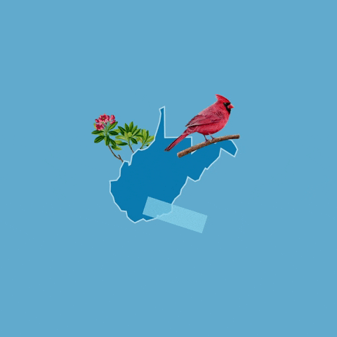 West Virginia Vote GIF by Crooked Media
